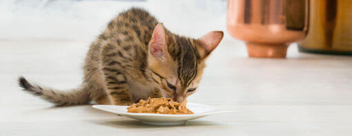 At what age do kittens eat cat food best sale